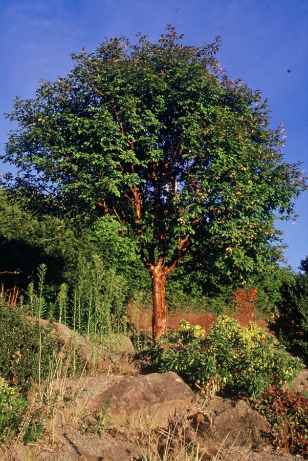 Acer griseum Zimtahorn