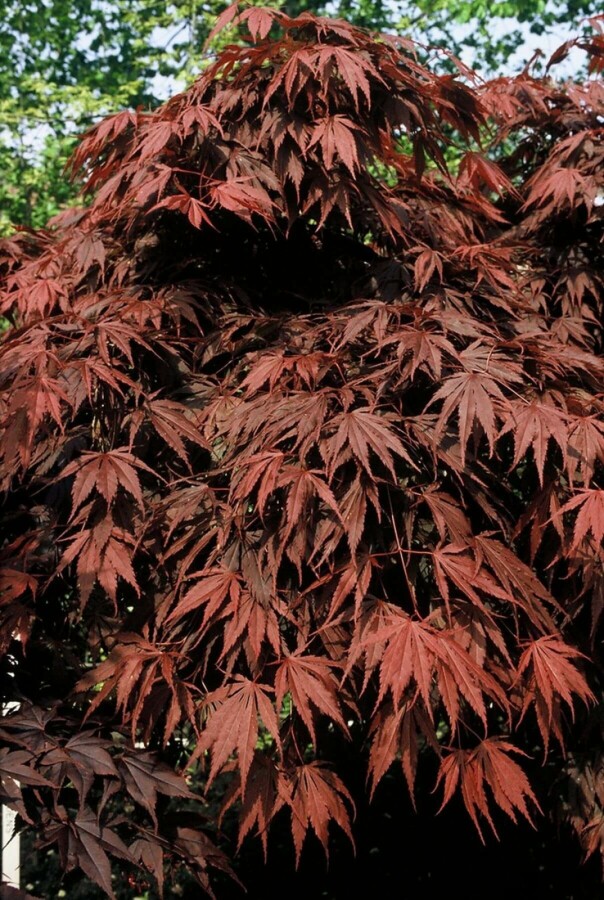 Acer palmatum 'Atropurpureum' Japanischer Ahorn