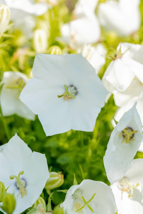 Campanula carpatica 'Alba' Weiße Karpaten-Glockenblume