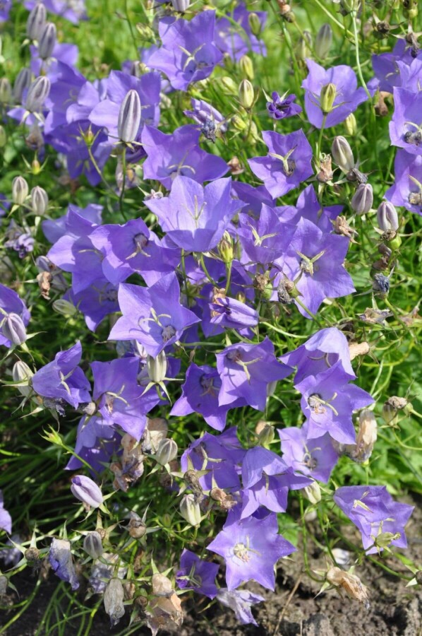 Campanula carpatica 'Blaue Clips' Niedrige Garten-Glockenblume