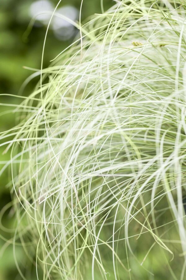 Carex comans 'Frosted Curls' Neuseeland Segge