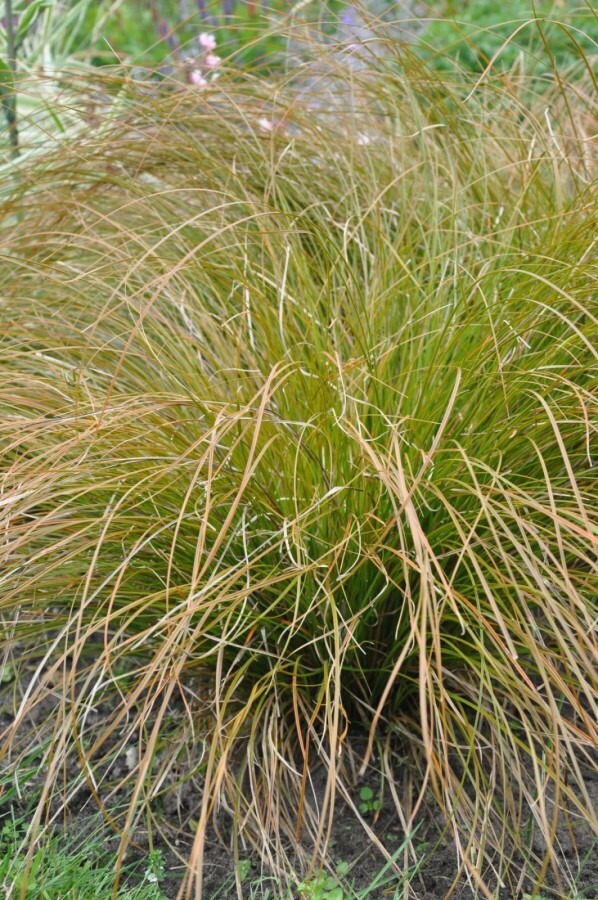 Carex testacea 'Prairie Fire' Rote Garten-Segge