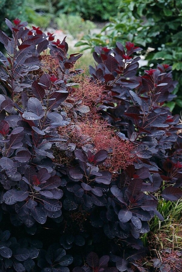 Cotinus coggygria 'Royal Purple' Roter Perückenstrauch