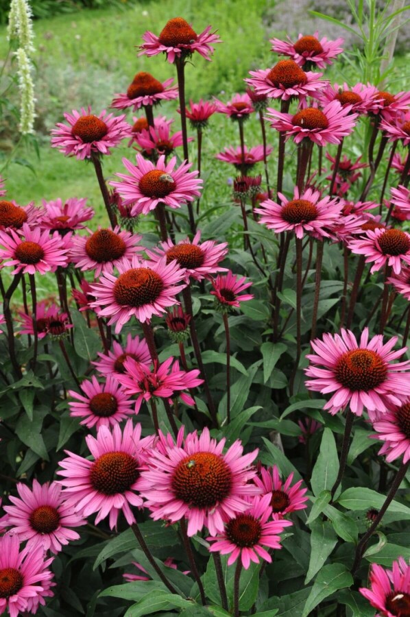 Echinacea 'Fatal Attraction' Roter Sonnenhut