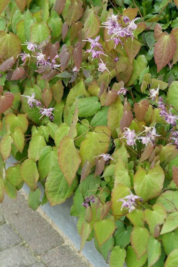Epimedium grandiflorum 'Lilafee' Großblütige Garten-Elfenblume