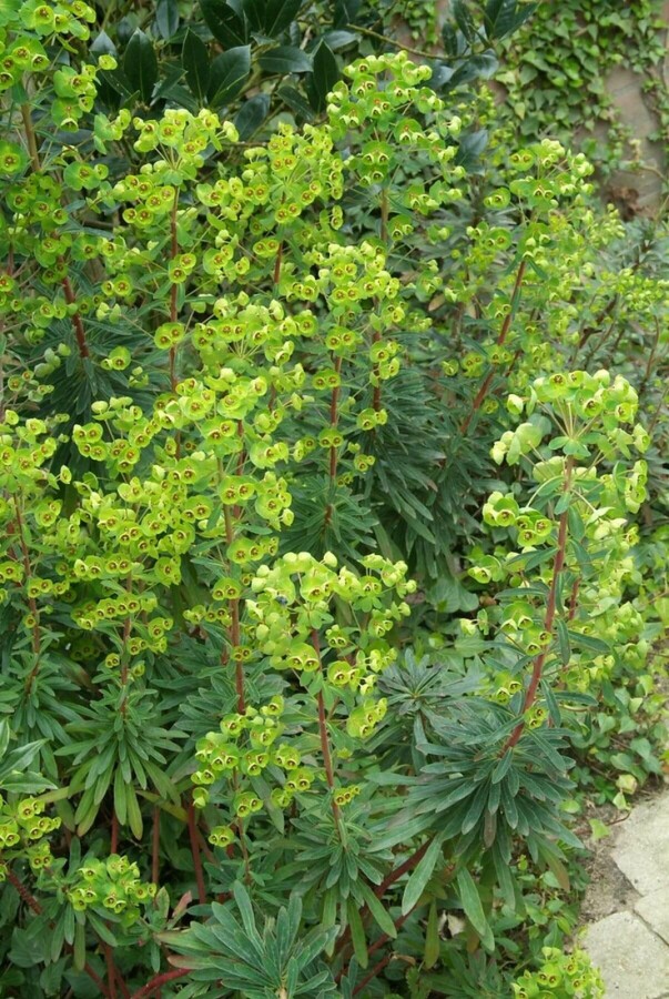 Euphorbia martinii Busch-Wolfsmilch