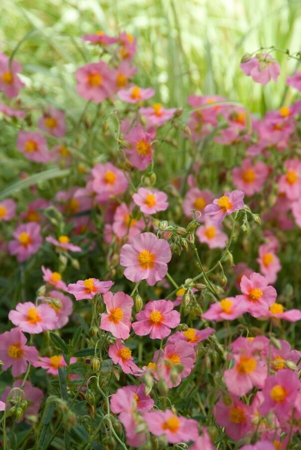 Helianthemum hybride 'Lawrenson's Pink' Rosa Sonnenröschen