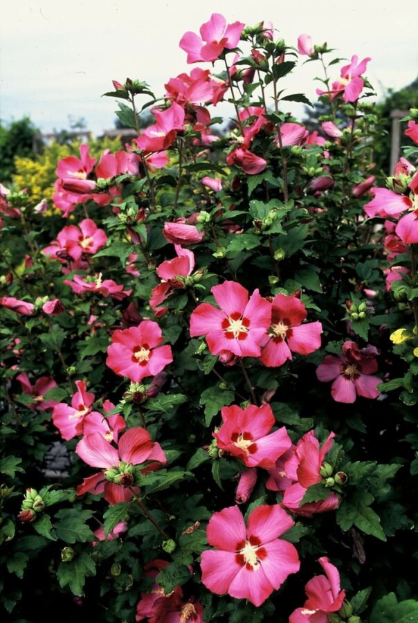 Hibiscus syriacus 'Woodbridge' Garten-Eibisch 'Woodbridge'