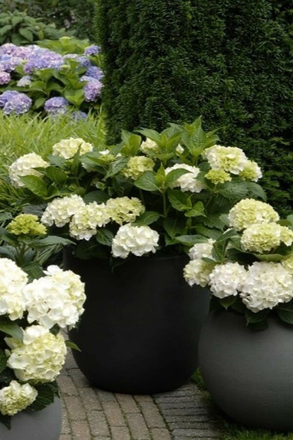 Hydrangea macrophylla 'Forever & Ever® White' Bauern-Hortensie ''Forever & Ever® White'
