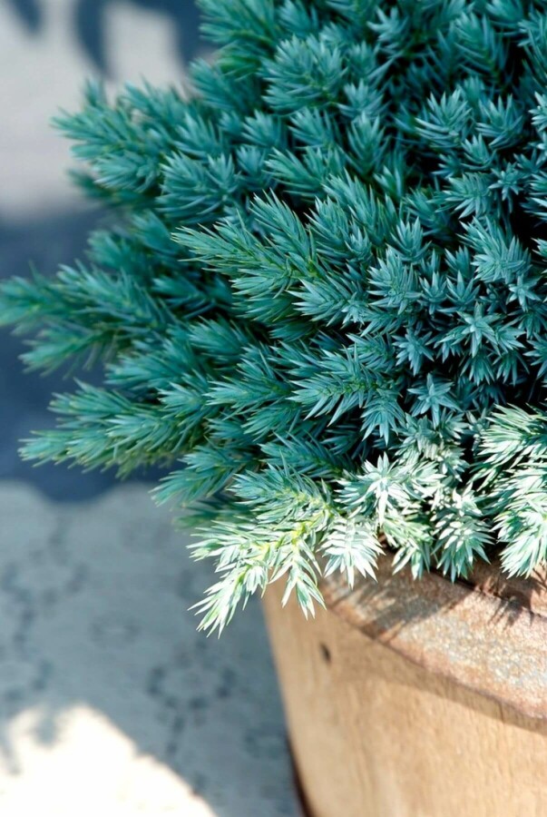 Juniperus squamata 'Blue Star' Zwerg-Wacholder 'Blue Star'