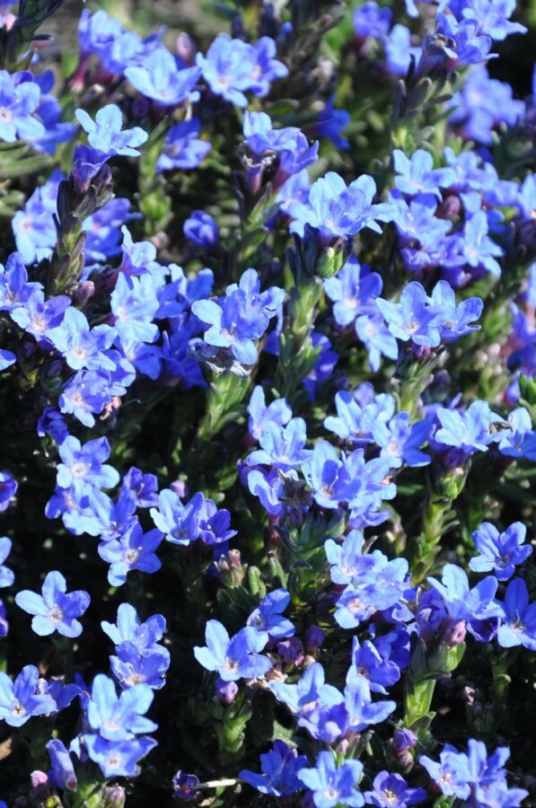 Lithodora diffusa 'Heavenly Blue' Steinsame