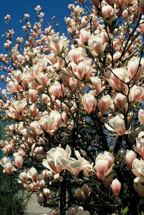 Magnolia soulangeana Tulpen-Magnolie