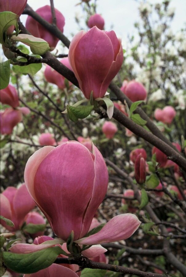 Magnolia soulangeana 'Lennei' Tulpen-Magnolie 'Lennei'