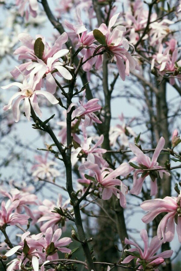 Magnolia stellata 'Rosea' Stern-Magnolie 'Rosea'