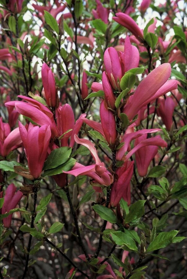 Magnolia 'Susan' Rote Tulpenmagnolie
