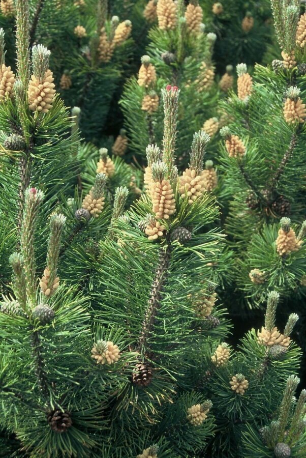 Pinus mugo mughus Krummholz-Kiefer
