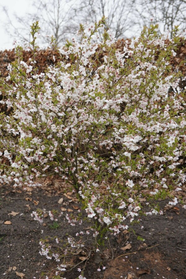 Prunus incisa 'Kojou No Mai' Geschlitzte Kirsche 'Kojou-no-mai'