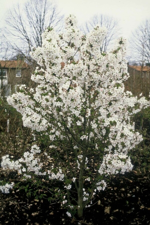 Prunus nipponica 'Brillant' Kurilen-Kirsche 'Brillant'