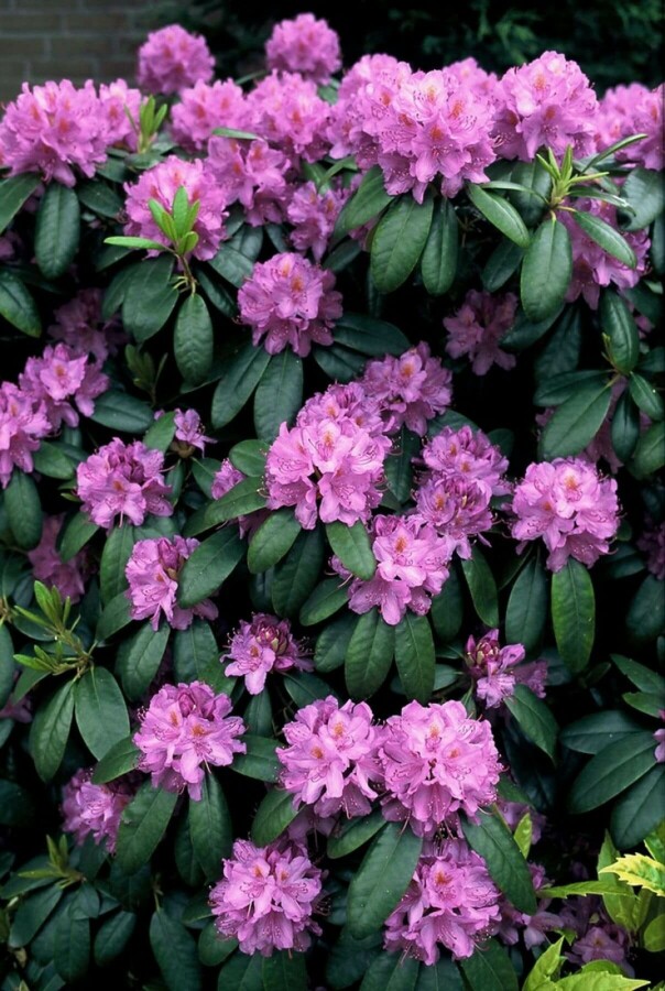 Rhododendron 'Catawbiense grandiflorum' Catawba-Rhododendron 'Grandiflorum'