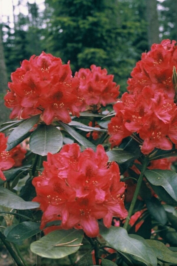 Rhododendron 'Nova Zembla' Rhododendron 'Nova Zembla'