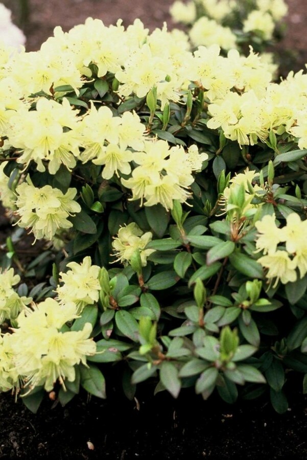Rhododendron 'Princess Anne' Zwergrhododendron 'Princess Anne'