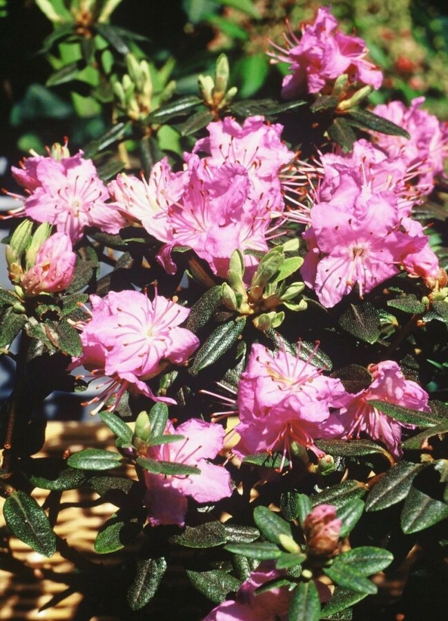 Rhododendron 'Ramapo' Zwergrhododendron 'Ramapo'