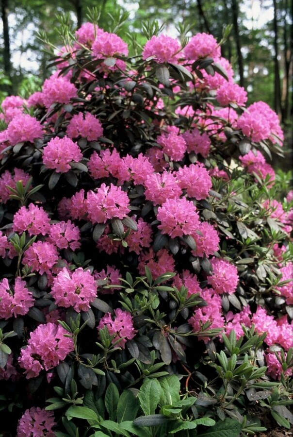 Rhododendron 'Roseum Elegans' Rhododendron 'Roseum Elegans'