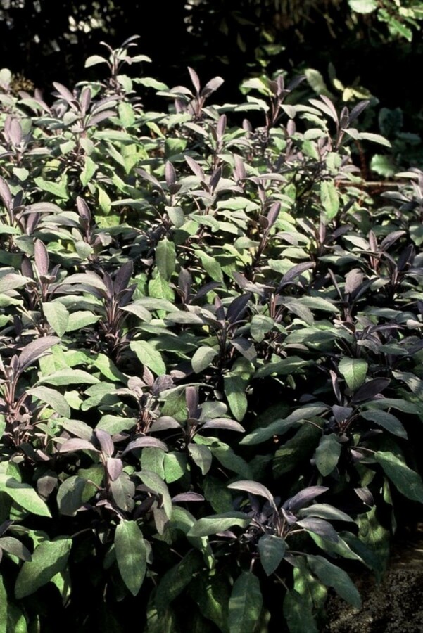 Salvia officinalis 'Purpurascens' Garten-Salbei