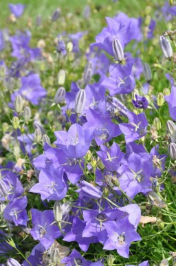 Niedrige Garten-Glockenblume Campanula carpatica 'Blaue Clips' 5-10 Topf 9x9 cm (P9)