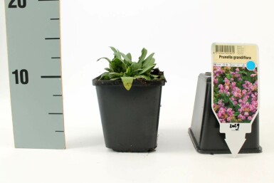 Große Braunelle Prunella grandiflora 5-10 Topf 9x9 cm (P9)